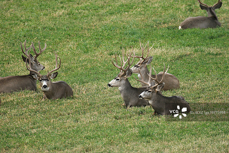 在牧场放松身心的骡鹿群图片素材