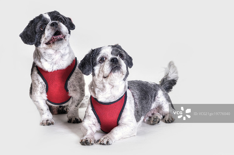 拉萨犬图片素材