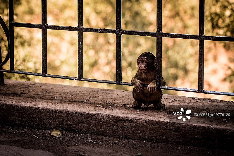 小猴子图片素材