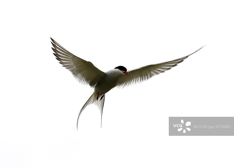 北极燕鸥图片素材