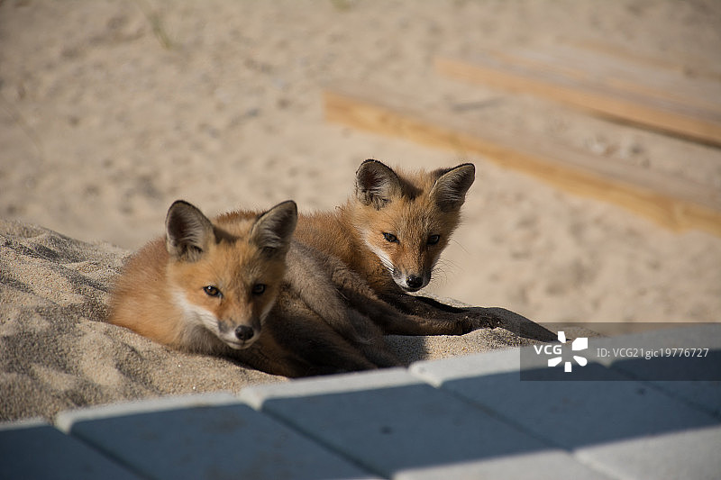 小狐狸图片素材