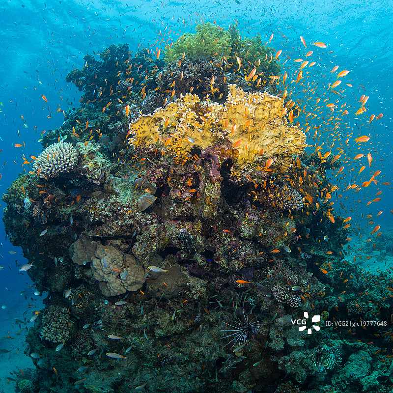 热带鱼图片素材