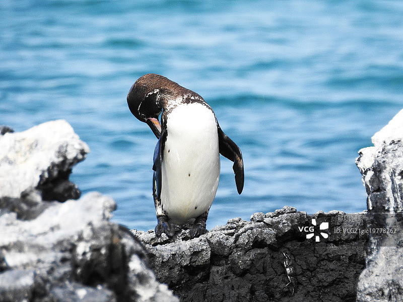 加拉帕戈斯企鹅图片素材