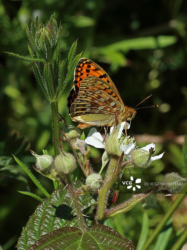 大绿豹纹蝶图片素材