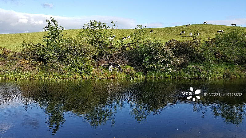 运河牛图片素材