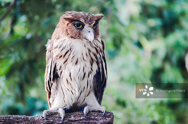 大角鸮图片素材