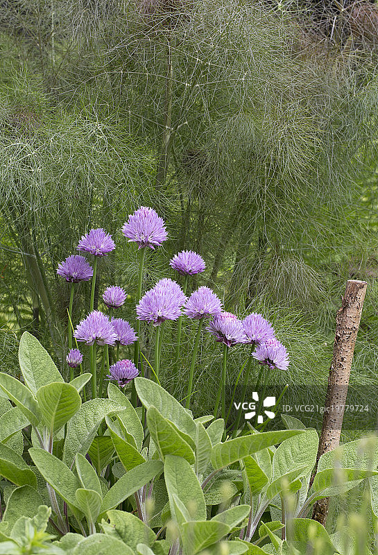 细香葱图片素材