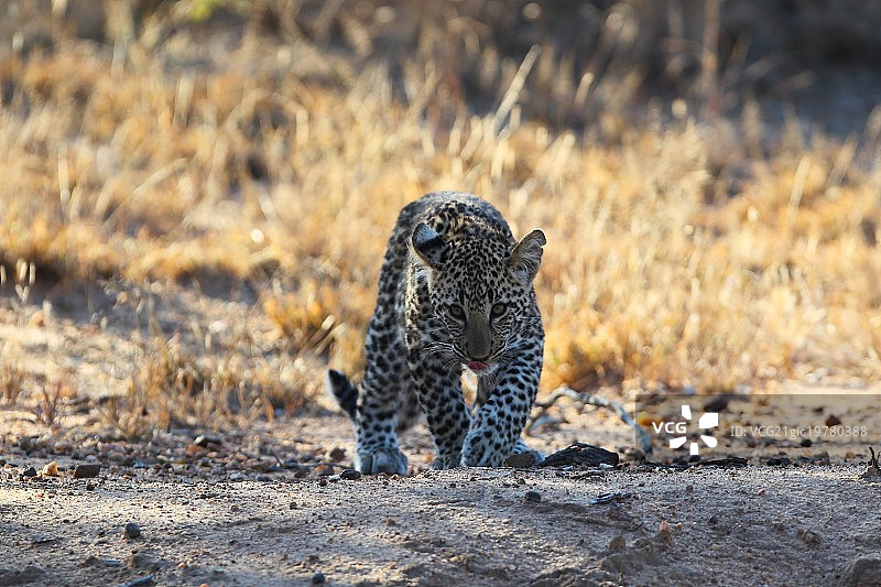 豹崽靠近图片素材