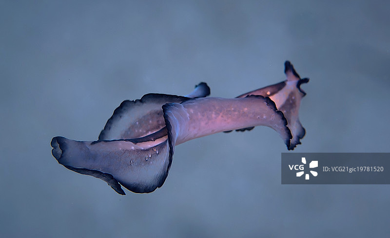 扁形虫图片素材