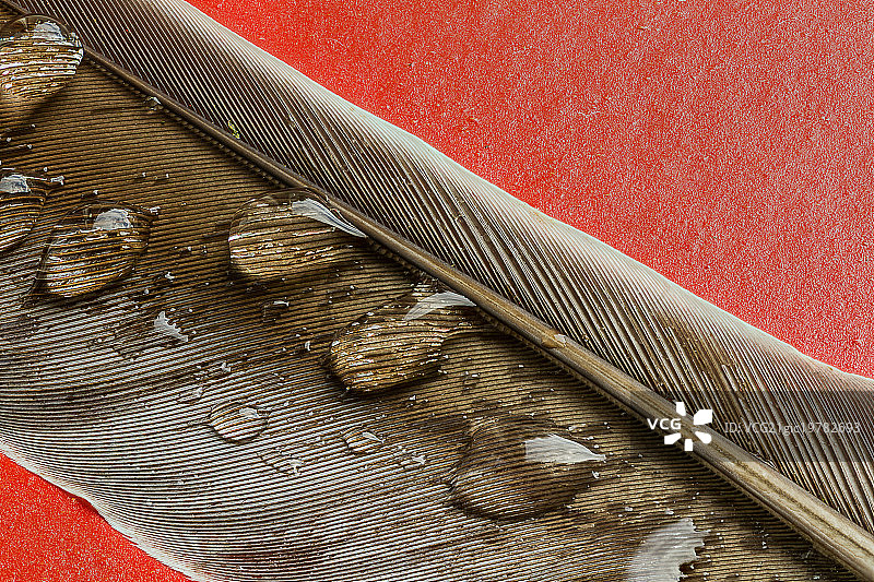 飘落的羽毛图片素材