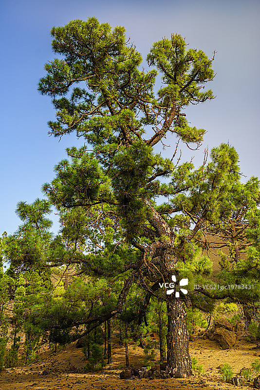 特内里费岛泰德国家公园的加那利松图片素材