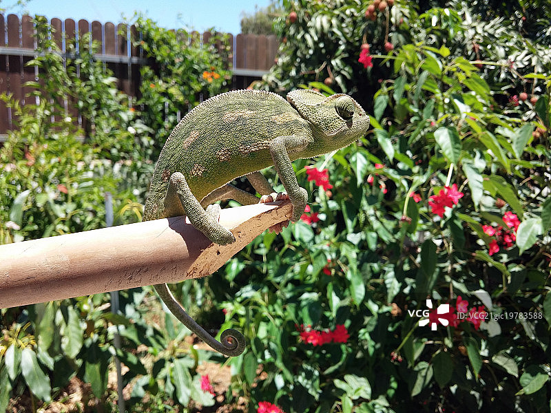 变色龙图片素材