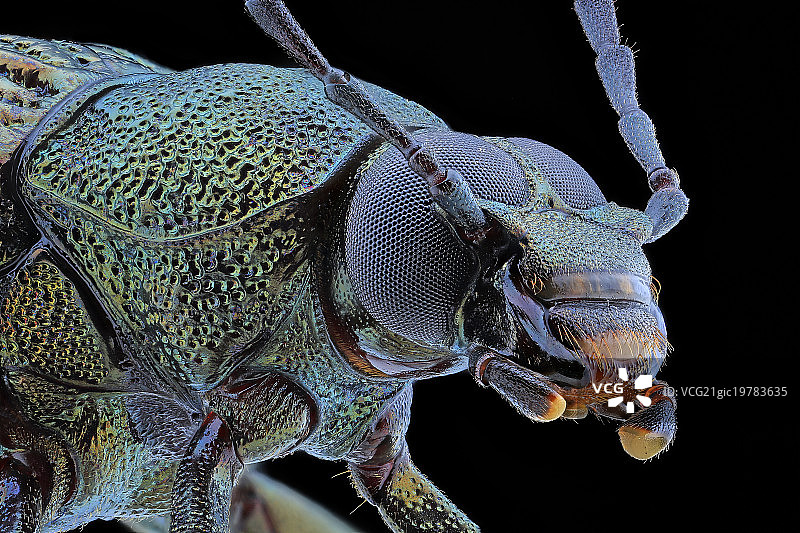 叶甲虫图片素材