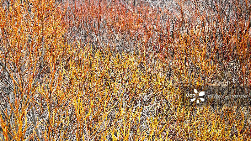 珊瑚藻图片素材