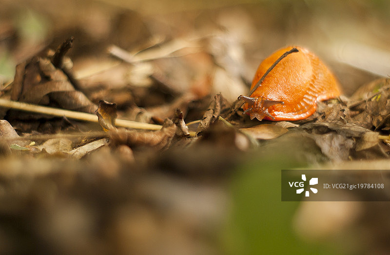 鼻涕虫图片素材