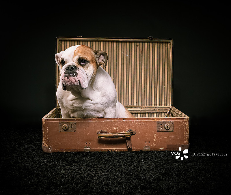 狗狗肖像图片素材