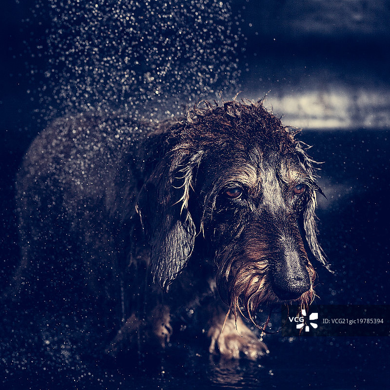 狗狗肖像图片素材