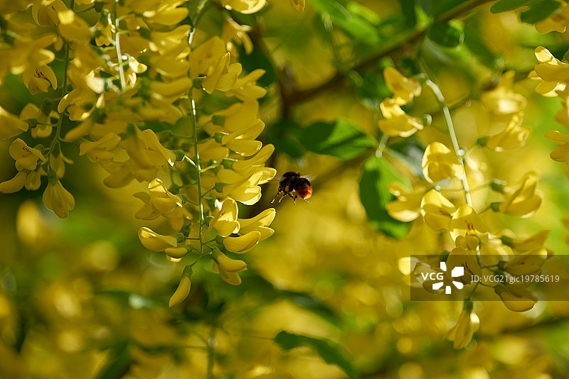 金链花图片素材
