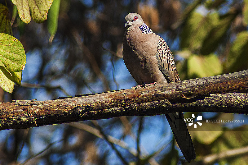 枝头鸽子图片素材