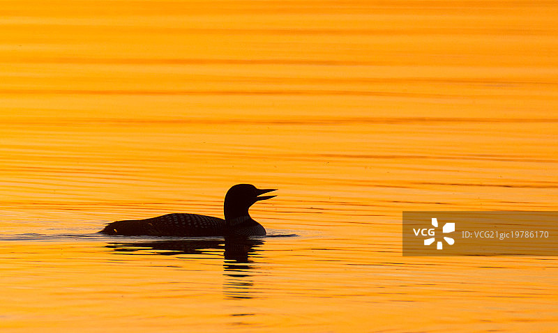 潜鸟的叫声图片素材
