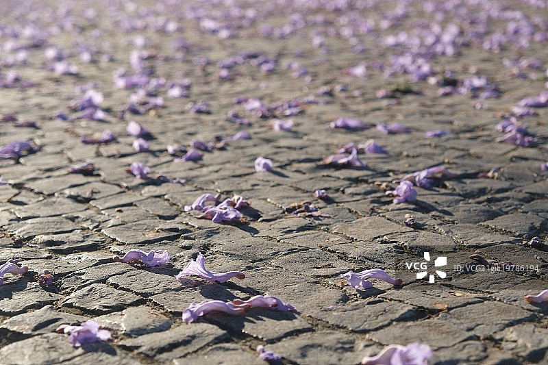 红木路面图片素材