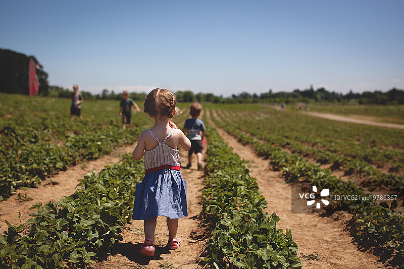 草莓园图片素材