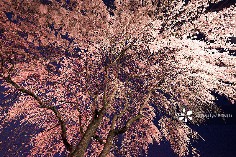 粉色花朵屋顶图片素材