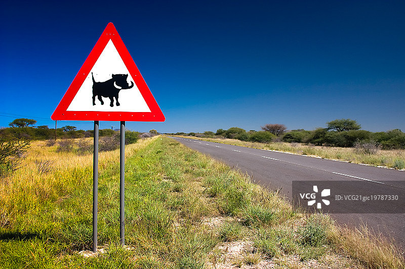 小心疣猪图片素材