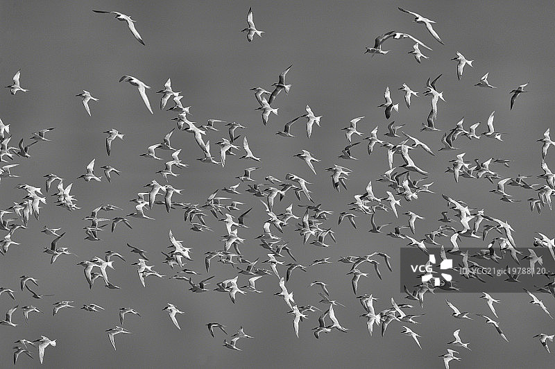 天空中的燕鸥图片素材