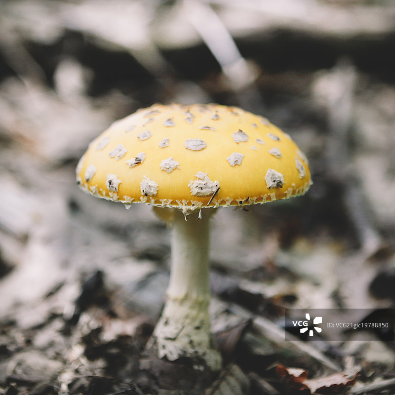 黄色伞菌图片素材