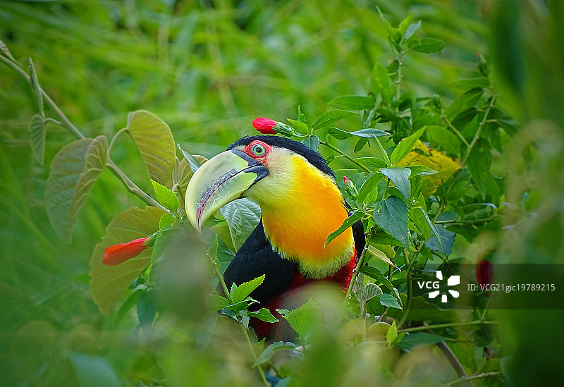 双色巨嘴鸟图片素材