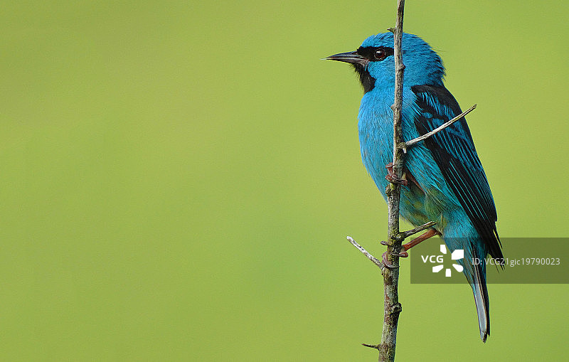 红胸卢卡雀图片素材