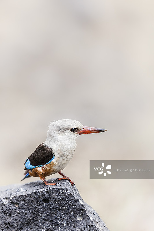 绿色帽子动物肖像图片素材