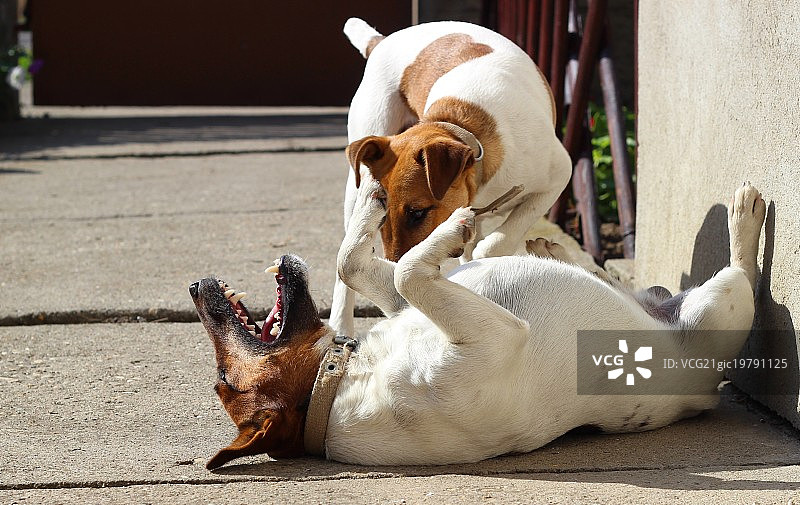 摄影师：Attila Tóth图片素材