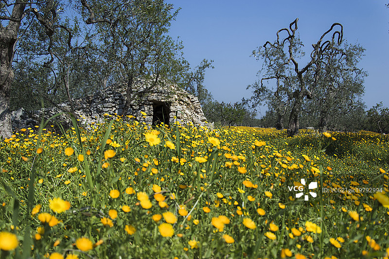 阿普利亚的特鲁利和鲜花图片素材
