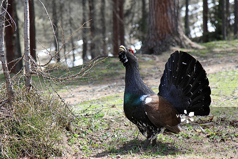 Hochwald的求偶图片素材