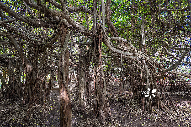 泰国多根植物图片素材