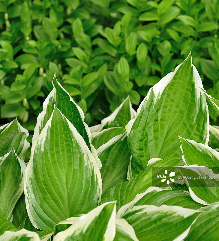 花叶玉簪叶图片素材