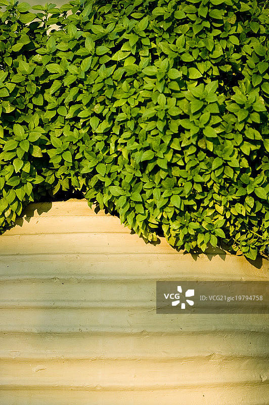 陶罐里的希腊罗勒图片素材