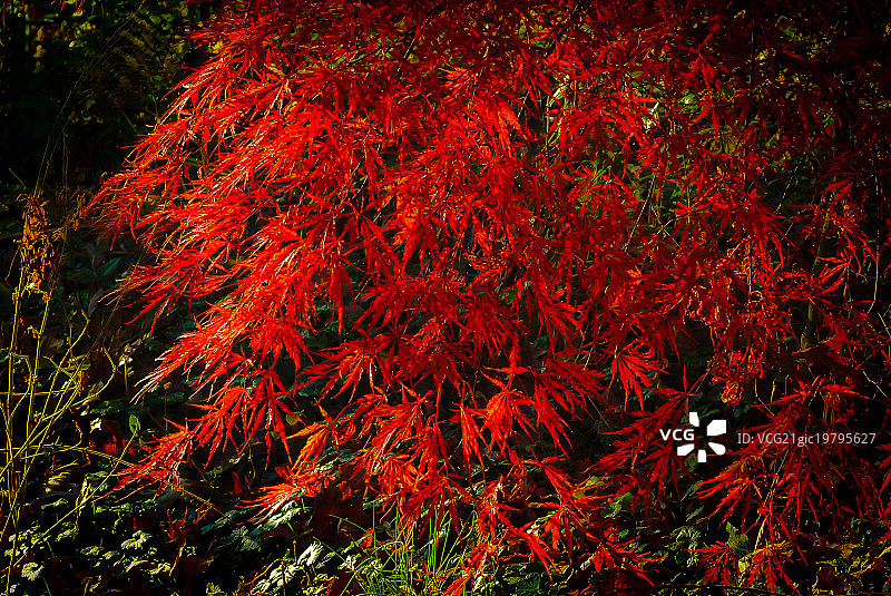 晨光中的日本红枫图片素材