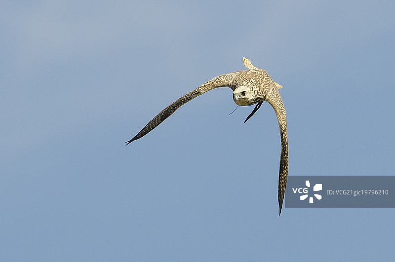 潜水猎鹰图片素材