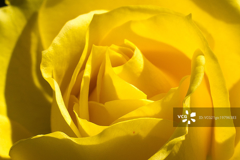 黄玫瑰图片素材