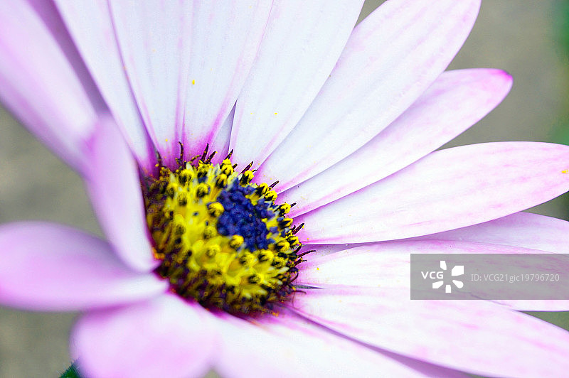 非洲菊图片素材