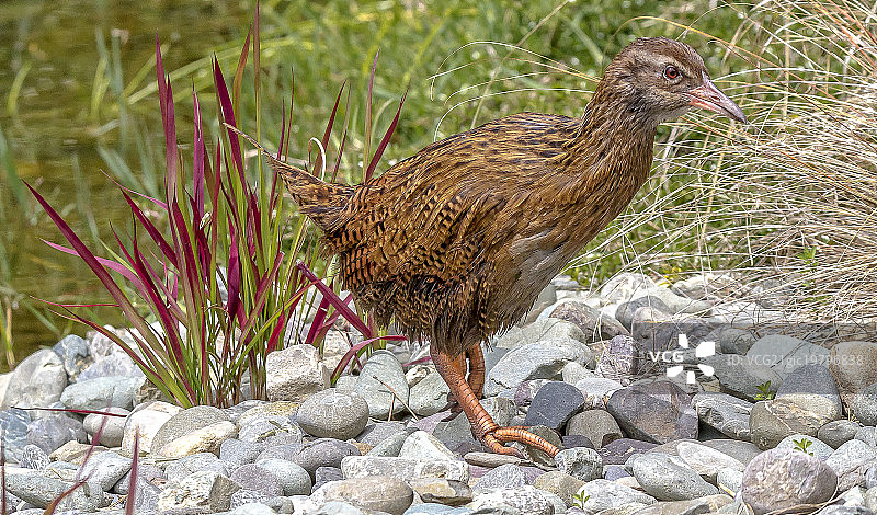不会飞的鸟图片素材