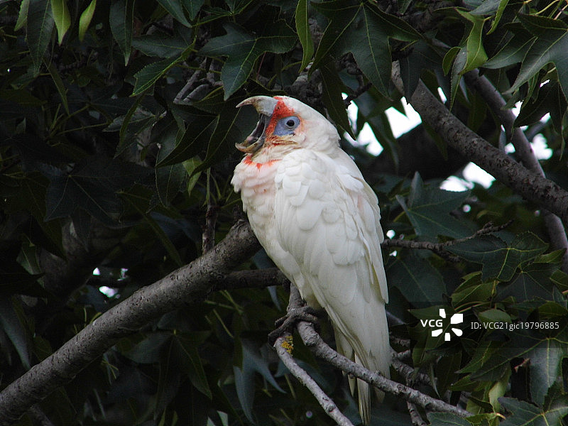 长嘴凤头鹦鹉幼鸟图片素材