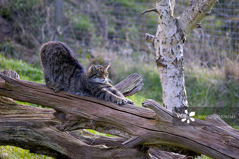 伸展的苏格兰野猫图片素材
