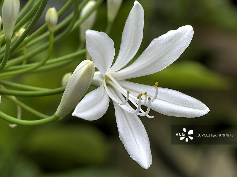 爱情花图片素材