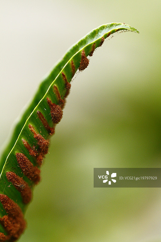 舌状铁角蕨图片素材