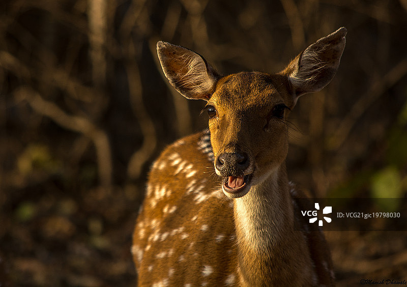 萨桑吉尔的斑点鹿图片素材
