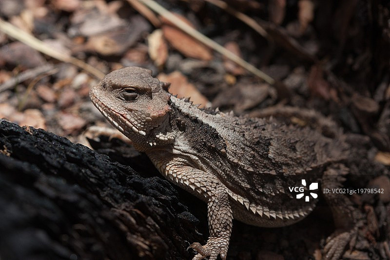 大短角蜥蜴图片素材